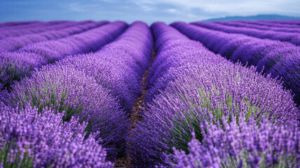 Lavender Lounge | Scent Your Way | Made To Order | Home Scents | Wax